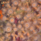 Orange zoanthids 