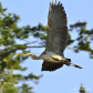 Blue Heron carrying sticks