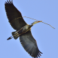 Blue Heron carrying sticks