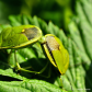 Green stink bugs mating