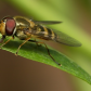Hoverfly