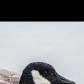 Snowy Day 