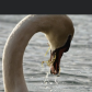 Hungry