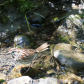 sparrow (juvenile) at the water spot