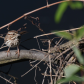 song sparrow