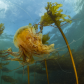 Lion's Mane Jellyfish drfiting through bull kelp