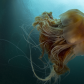 Lion's Mane Jellyfish