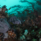 Wolf Eel hanging out on the reef