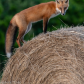 Fox on the farm 