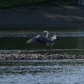 Great blue heron in a yoga attitude