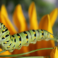 Swallowtail Caterpillar