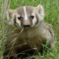 Prairie badger