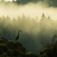 Quadra Island Blue Heron