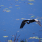 Great blue heron over the marsh