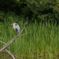 Great blue heron