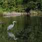 Great blue heron