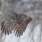 Great Gray Owl Snow Flight