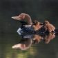 Commun loons family, at morning.