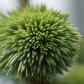 Spruce Tips