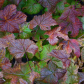 Fall Colours