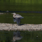 Great heron - territorial defense