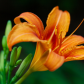 Daylily in the Garden