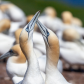 Northern Gannets