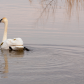 Trumpeter Swan