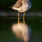 Yellowlegs