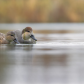 Gadwalls