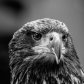 Eagle eye