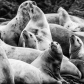 Sea lion pile