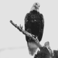 On Guard