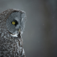 Great grey portrait 