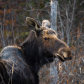 Algonquin moose 