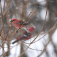 Winter reds