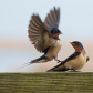 Swallow fight
