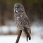 Great grey owl perching