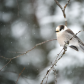 Canada jay