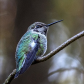 Anna's Hummingbird in my back yard