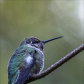 Anna's Hummingbird in my back yard