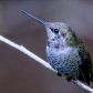 Anna's Hummingbird in my back yard