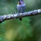 Anna's Hummingbird in my back yard