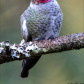 Anna's Hummingbird in my back yard