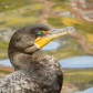 Double-crested Cormorant