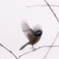 Taking Flight