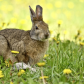 Snowshoe Hare