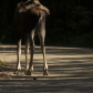 Roadside Moose Calf