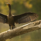 Cormorant drying its wings