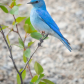 The Bluest Blue